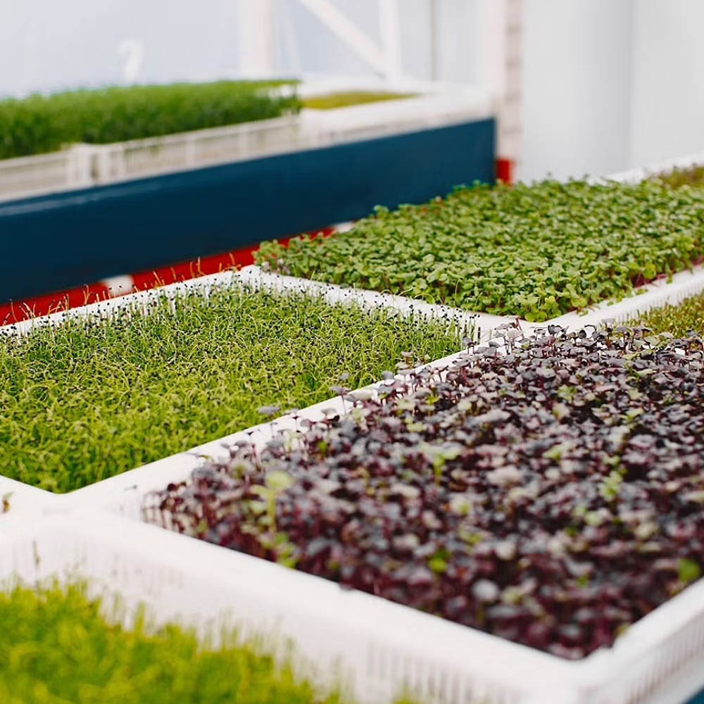 Everything You Need to Know About Microgreen Business in India -thumnail