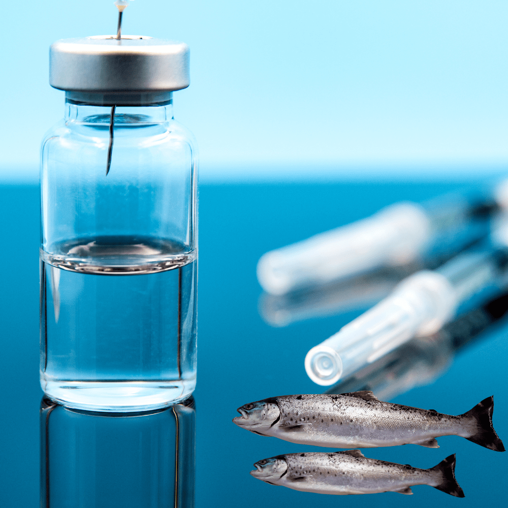 IIL Collaborates with CIFE to Invent First Fish Vaccine-thumnail