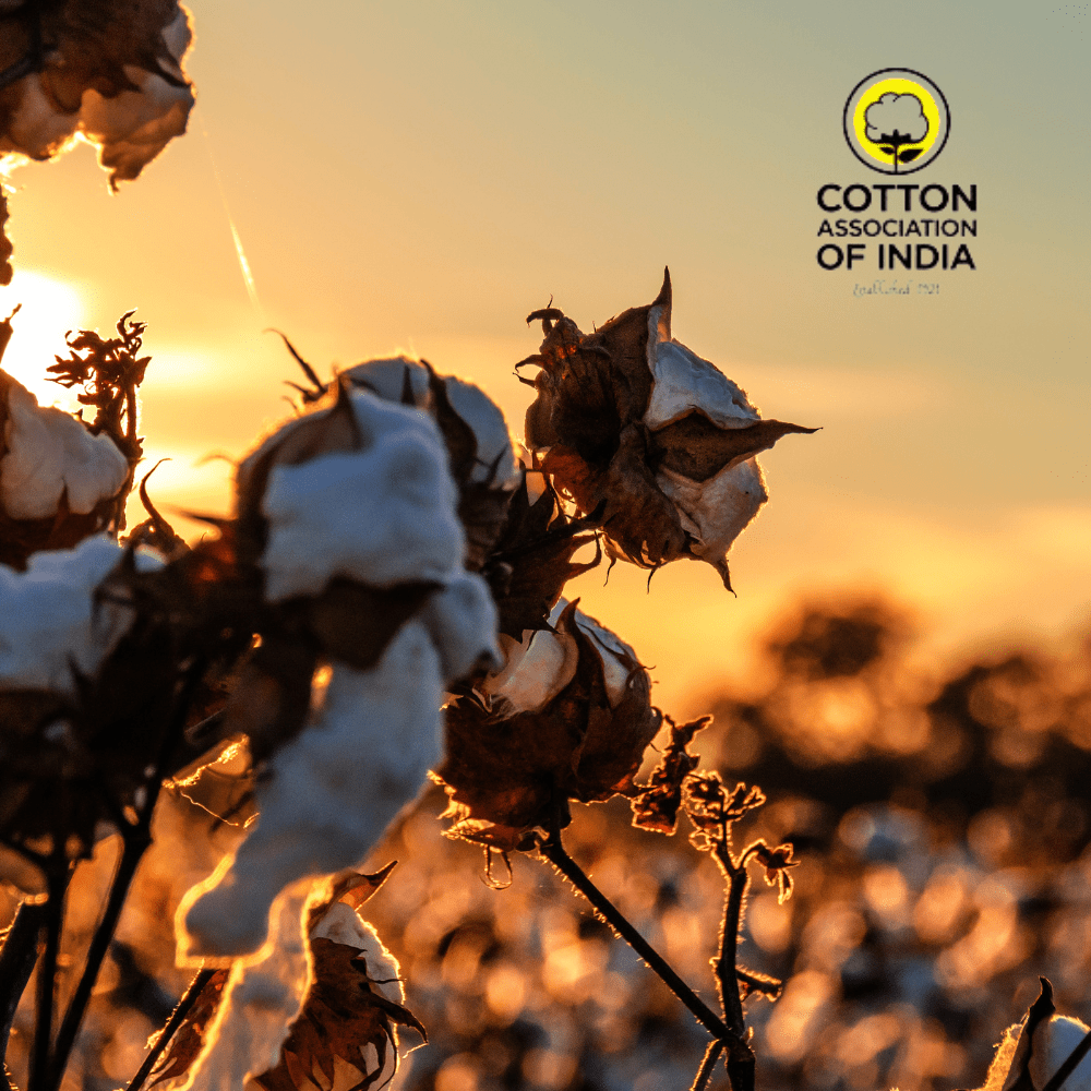 CAI intends to deduct 11% of the import tax on cotton-thumnail