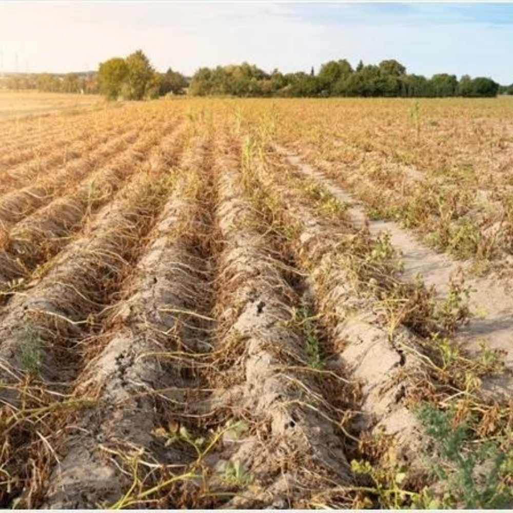 Amid climate change, Punjab’s corn and cotton yields will decline by 2050-thumnail