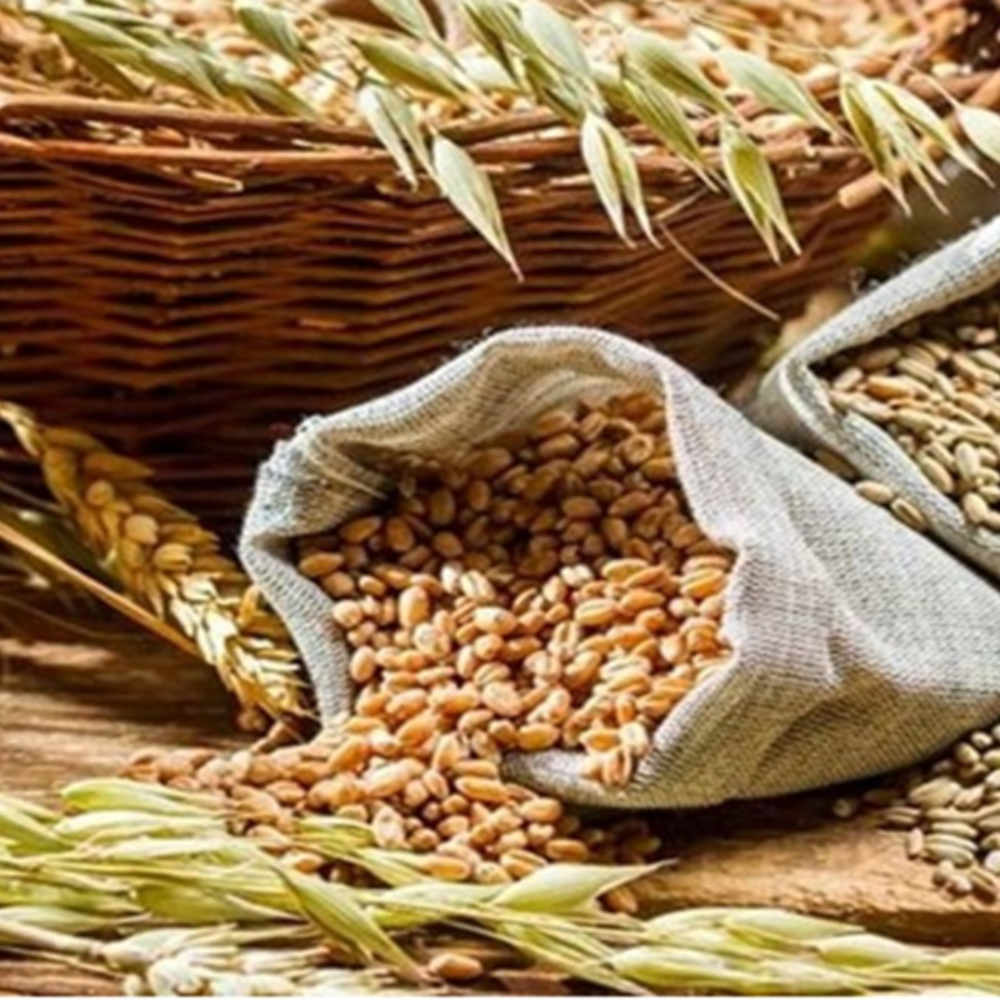 The second electronic auction of wheat will be held on February 15-thumnail