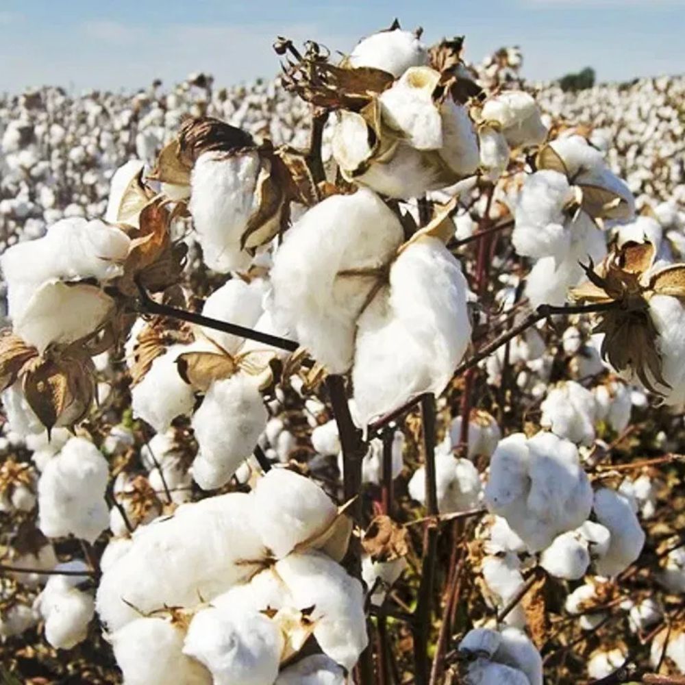 Cotton prices are projected to stabilize as a result of a 9% increase in MSP-thumnail