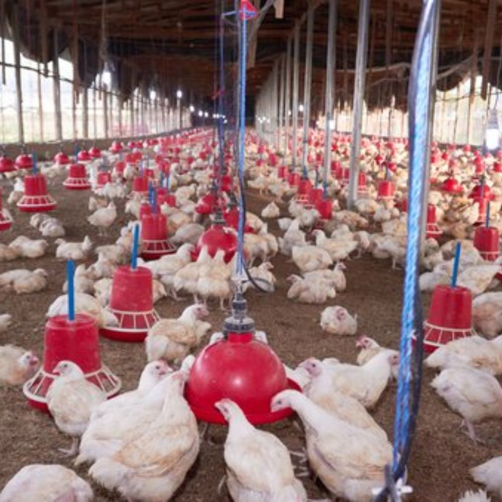 This fiscal year, poultry income is expected to increase by 10%-thumnail