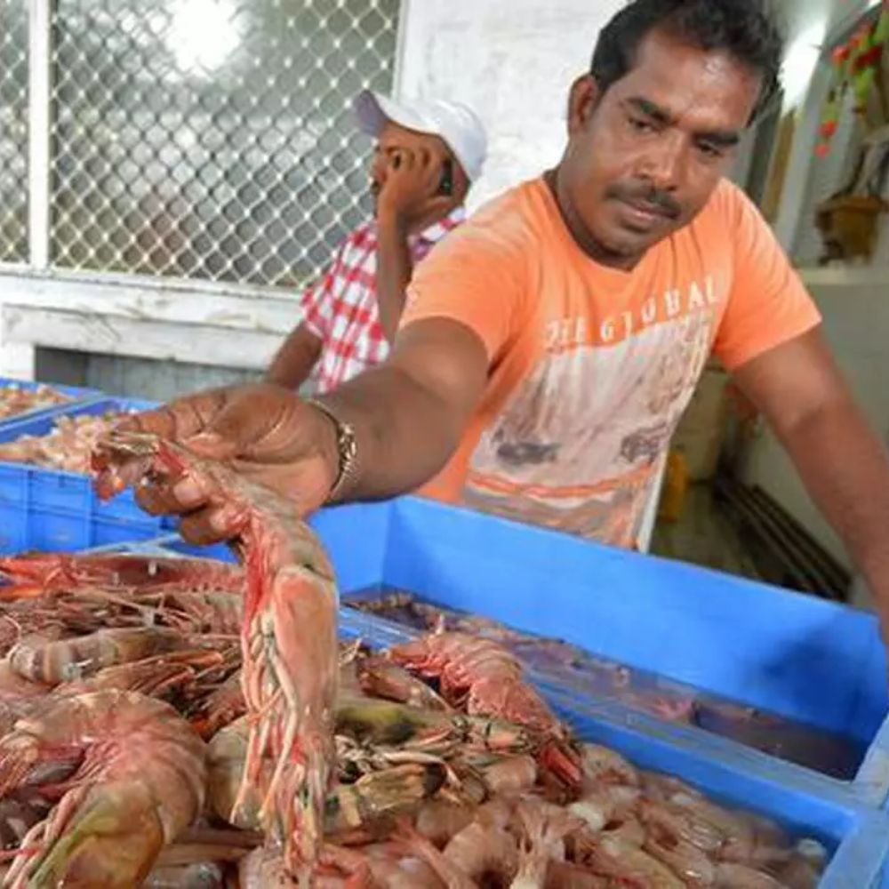 India asks the EU to lower the frequency of inspection samples and permit prawn imports-thumnail