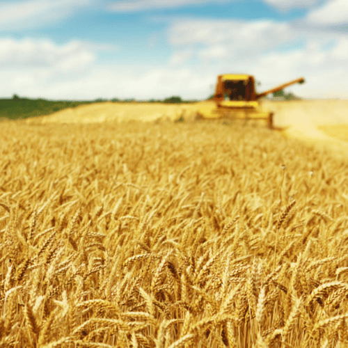 India considering importing wheat at a discount from Russia to stabilise prices.-thumnail