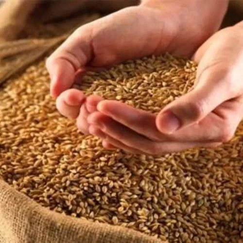 Due To Festive Demand And Restricted Supply, Indian Wheat Prices Have Reached An Eight-month High-thumnail