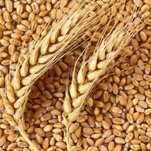 The Government Raises Wheat MSP-thumnail