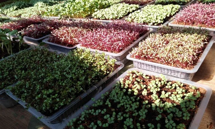 Microgreen Business