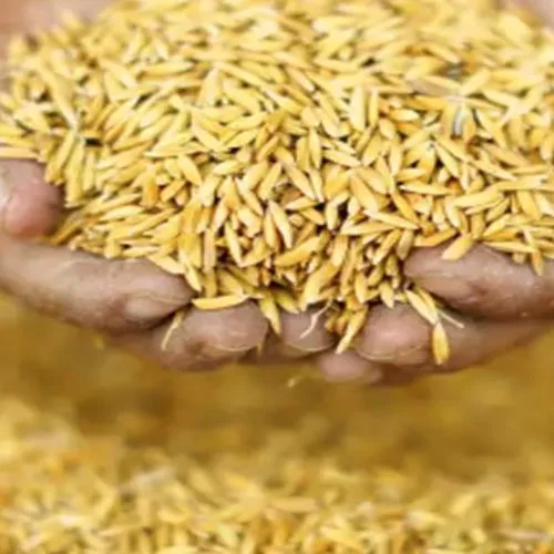Paddy Procurement Exceeds the Previous Year’s Purchase at 20,993 Metric Tons-thumnail