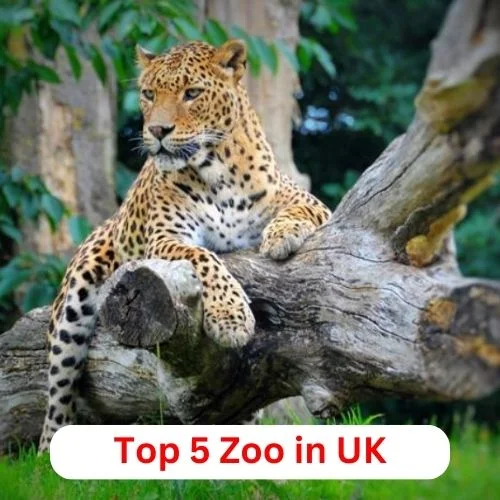 Top 5 Zoo in UK-thumnail