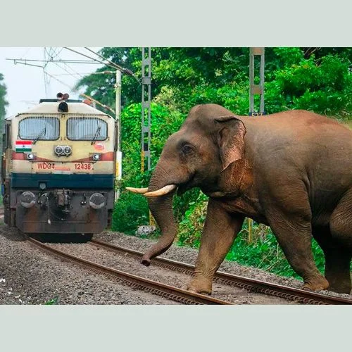 Gajraj System: Railways Will Implement an AI-Based Surveillance System to Avoid Elephant Deaths on the Tracks-thumnail