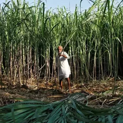 Sugar Stocks Surge on Reversal of Sugarcane Juice Ban for Ethanol Production-thumnail