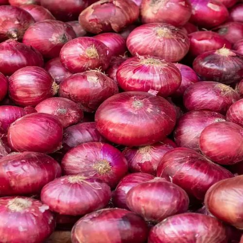 The Government Intends to Gather AI to Prevent Onion Rot in Storage-thumnail