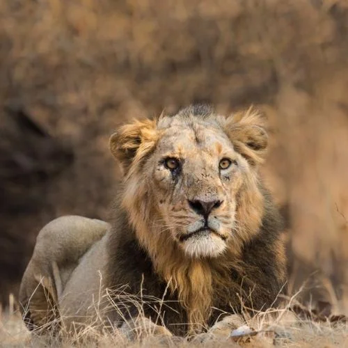Gujarat Government Spent More Than Rs 277 Crore on Lion Conservation in Two Years-thumnail