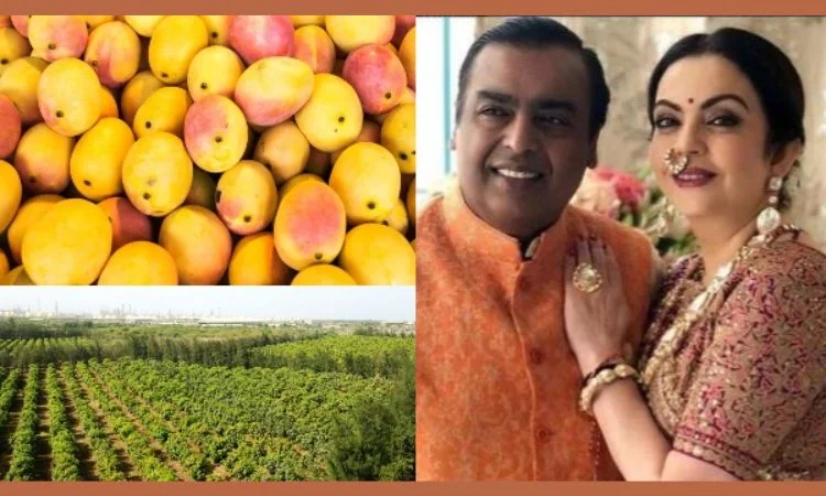 Reliance Became The Largest Mango Exporter In India