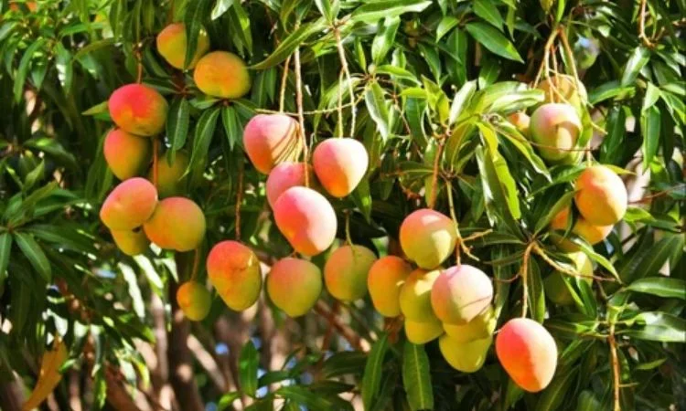 Reliance's rise as leading mango exporter