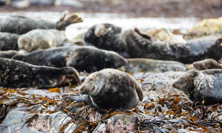Seal-Spotting In The Farne Islands Via Combine Snorkeling