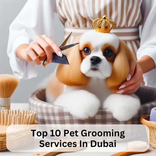 Top 10 Pet Grooming Services In Dubai: Pamper Your Furry Friend like Royalty-thumnail