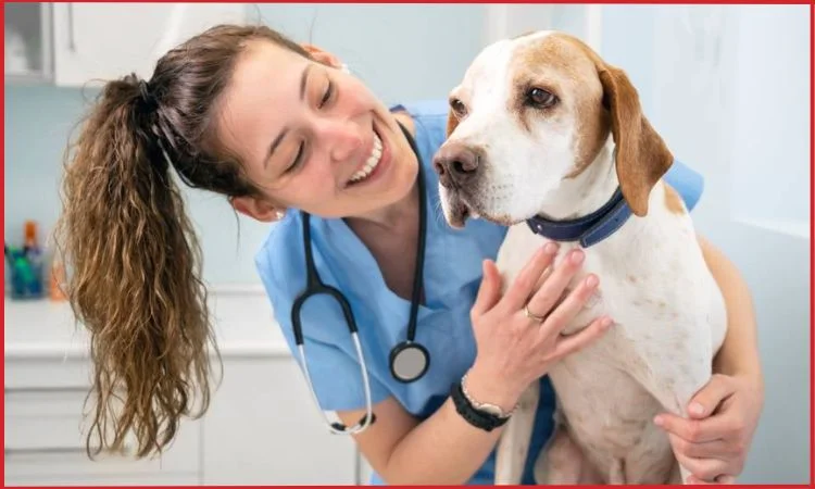 pet care brands in india
