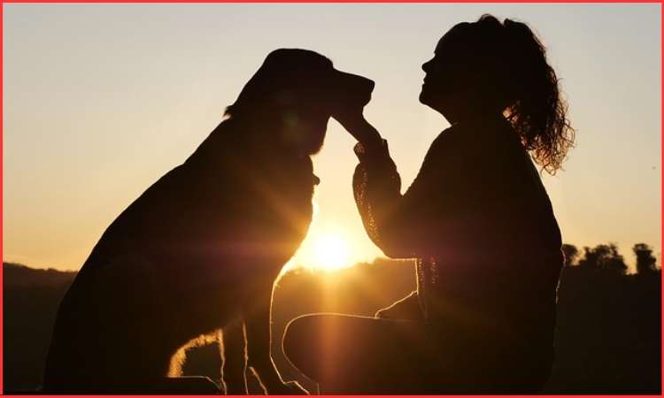 pet care services