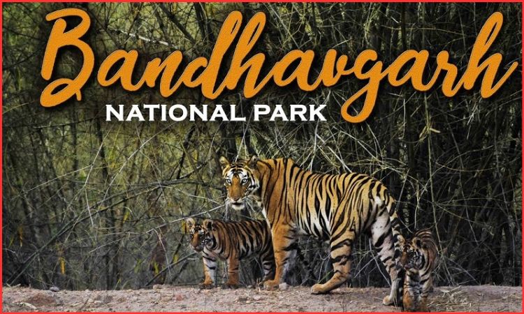 bandhavgarh national park