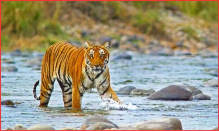 jim corbett national park