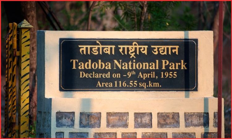 tadoba national park