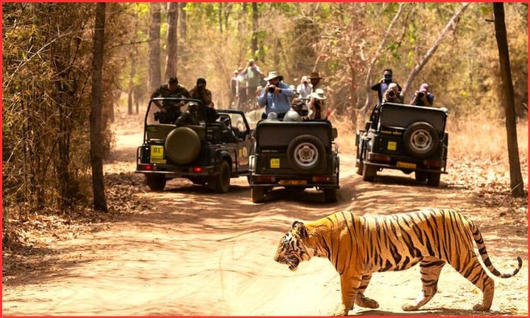 tiger safari in india