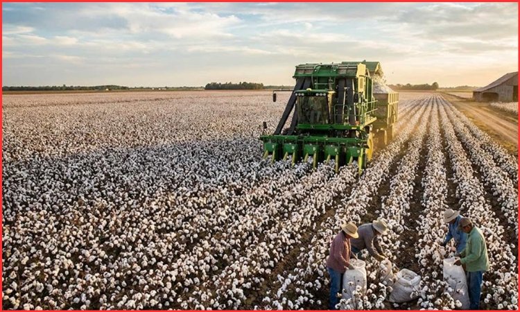 Cotton Productivity Mission