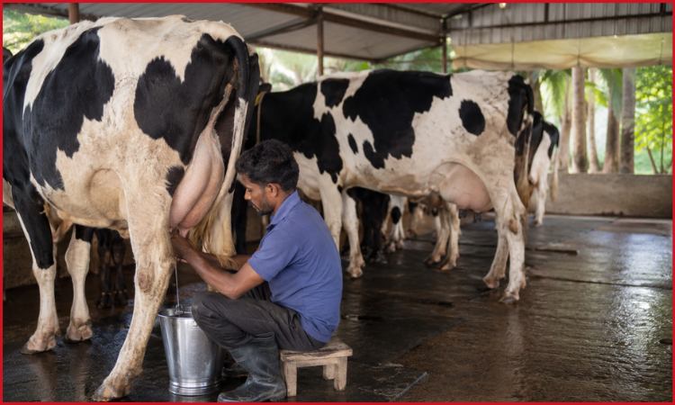 Dairy Farming