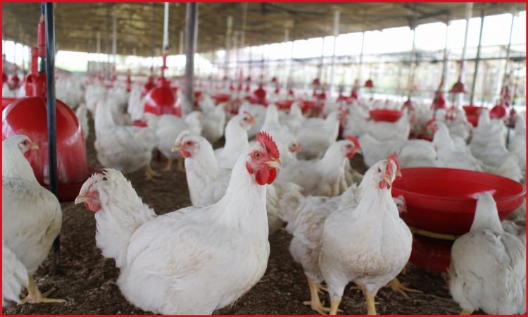 Poultry Farming