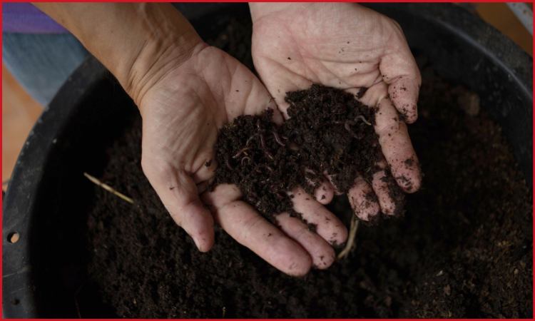 vermicompost